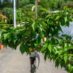 Čerešňa okrasná (Prunus serrulata) ´KIKU SHIDARE´ (sakura) - výška: 150-200 cm, obvod kmeňa: 4/6 cm, kont. C5L